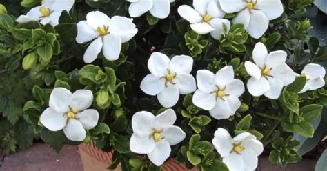 How To Grow Gardenias In Pots Backyard Eden