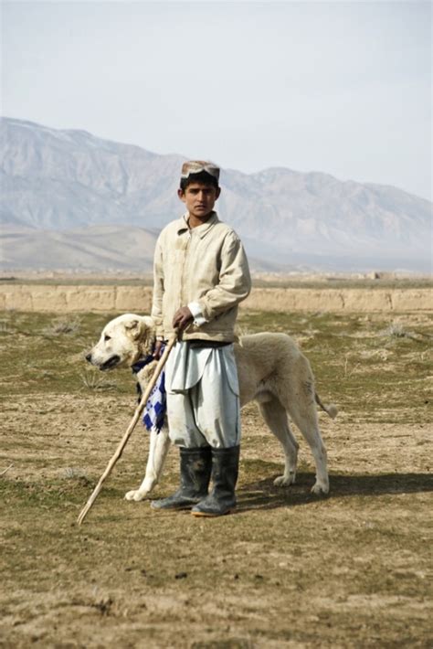 Afghan Kuchi Dog