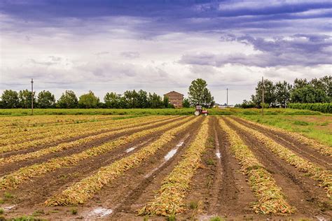 Unearthed Onions Photograph By Vivida Photo Pc Fine Art America