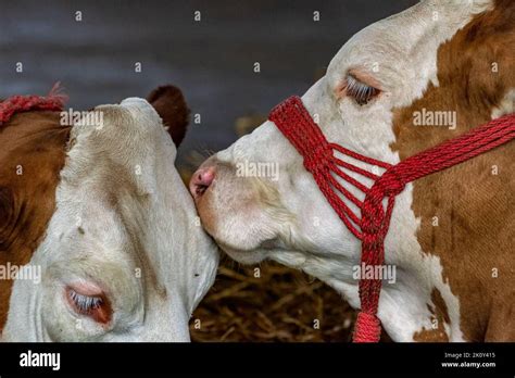 Holstein Friesian Cattle On Dairy Farm Known For High Milk Production Selective Focus Stock