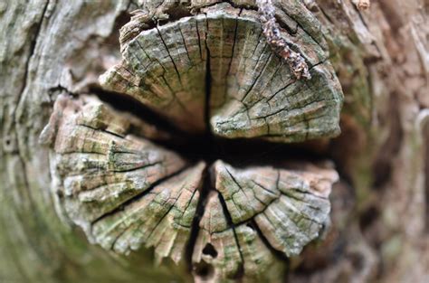 Free Images Nature Forest Branch Wood Leaf Flower Trunk