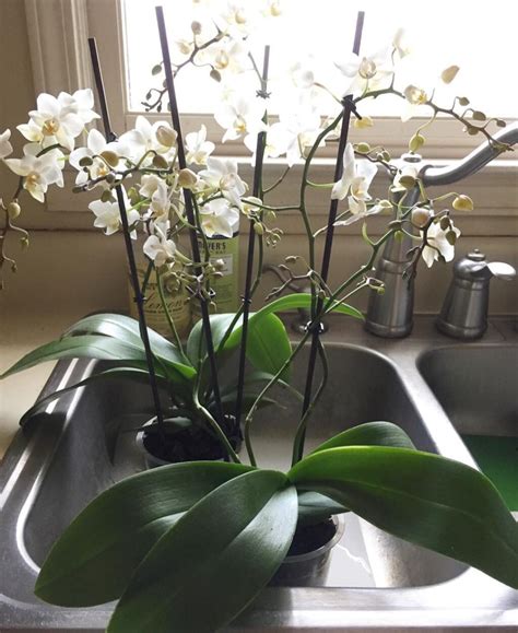 How Often To Water Orchids 8 Best Experts Advances