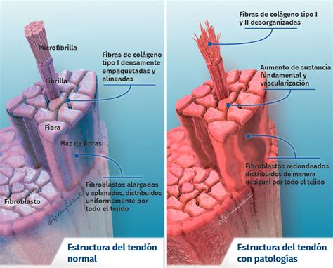 Fisiología y mecanobiología del tejido tendinoso y muscular FONDOSCIENCE