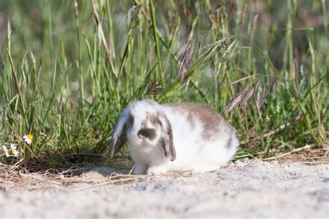 Razas De Conejos Descubre Cu Les Son Los M S Populares Y Todas