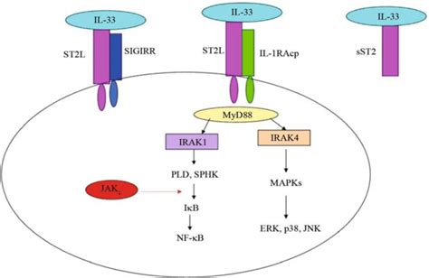 Interleukin 33il 33st2 Signaling Pathway Il 33 Is The Ligand For