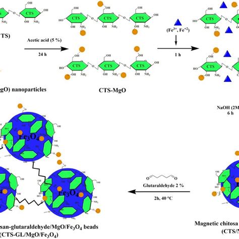 Synthesis Steps Of Cts Glmgofe3o4 Biocomposite Download Scientific Diagram