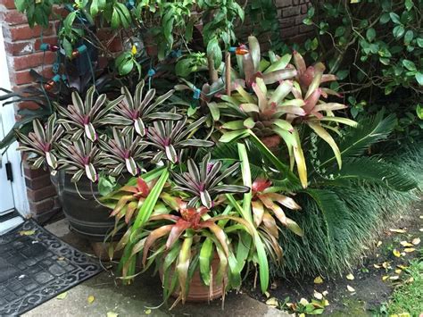 Bromeliads Bromeliads Plants Backyard