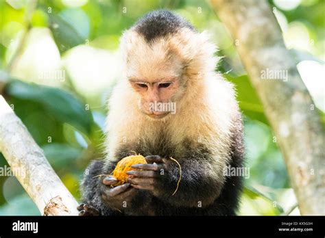 Capuchino De Cabeza Blanca Cebus Capucinus En El Rbol Parque