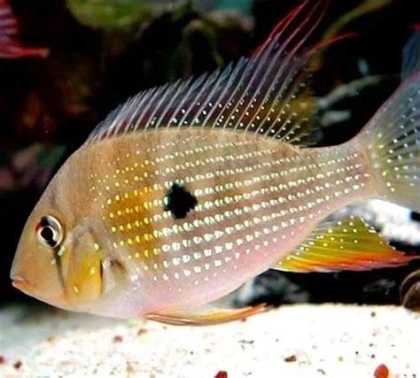 Threadfin Acara Cichlid 90cm Acarichthys Heckelii Aka Geophagus