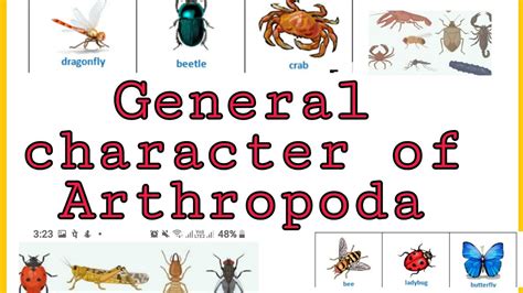 General Characters Of Arthropoda Youtube