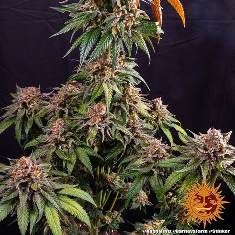 Kush Mintz Strain Barneys Farm Uk