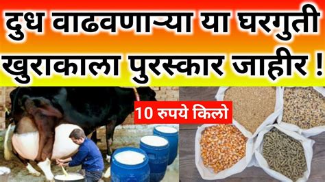 10 रुपयात घरी बनवून एकदा द्या आणी दुध वाढवाcow Buffalo Milk Profitable Dairy Farming