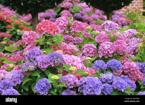 Bigleaf Hydrangea (Hydrangea macrophylla Stock Photo - Alamy