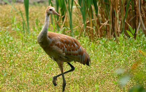 Sandhill Crane Northwest Wildlife Preservation Society