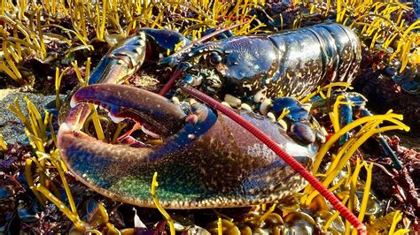 Coastal Foraging Tidepool And Beachcombing Lobster And Crab With