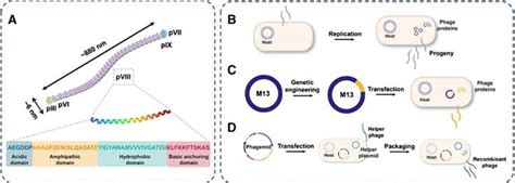 What Is M13 Bacteriophage Creative Diagnostics