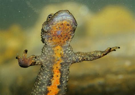 Calotriton des Pyrénées Pyrenean newt Calotriton asper Flickr