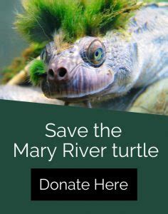 Introducing the Mary River Turtle | Mary River Turtle