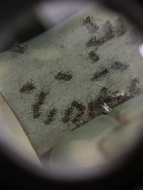 Can someone help ID these? Is Seclira / AlpineSG gonna work? Tia! : r