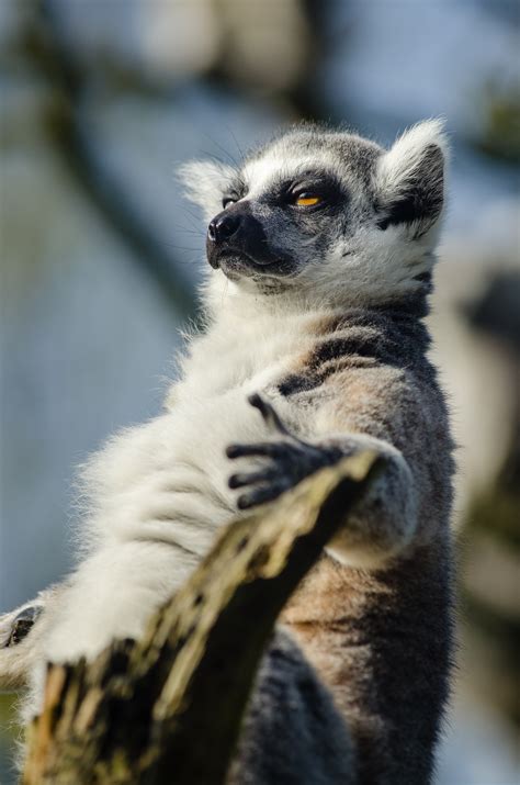 Madagascar: A Guide to Using the Film as an Educational Tool for Lemur ...