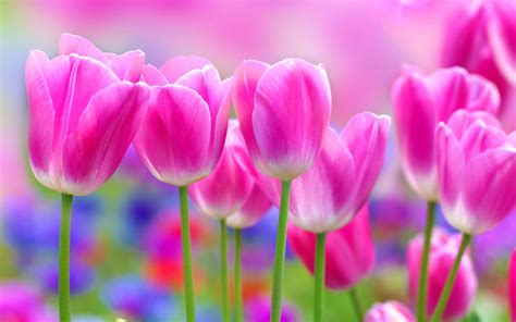 Download wallpapers pink tulips, pink spring flowers, tulips, floral ...