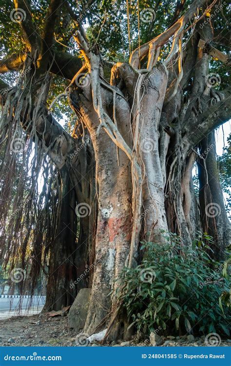 A Close Up Shot Of Banyan Tree Ficus Benghalensis Trunk And Its