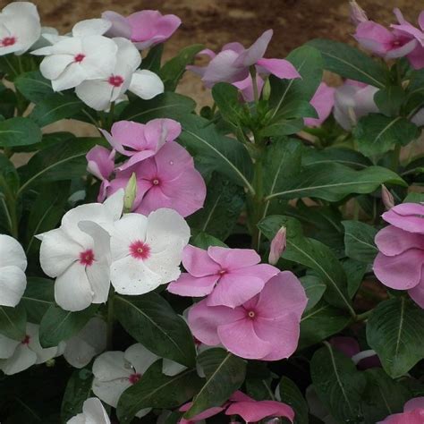 Madagascar Periwinkle Vinca Rosea Seeds Nam Zona