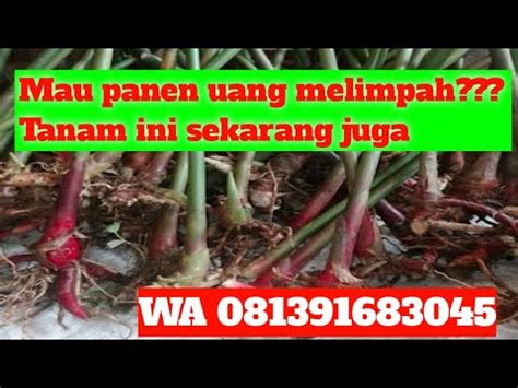 Jual Bibit Kapulaga Merah Kapulaga Putih Kapulaga Hibrida Di Pontianak