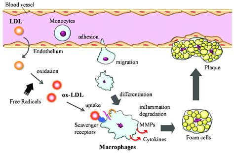 Atherosclerosis Mechanism