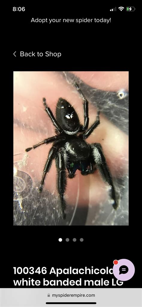 Jumping Spider Breeders? : r/jumpingspiders