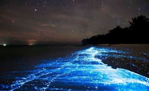 Amazed by the glowing beach in Vizag? Check out other bioluminescent ...