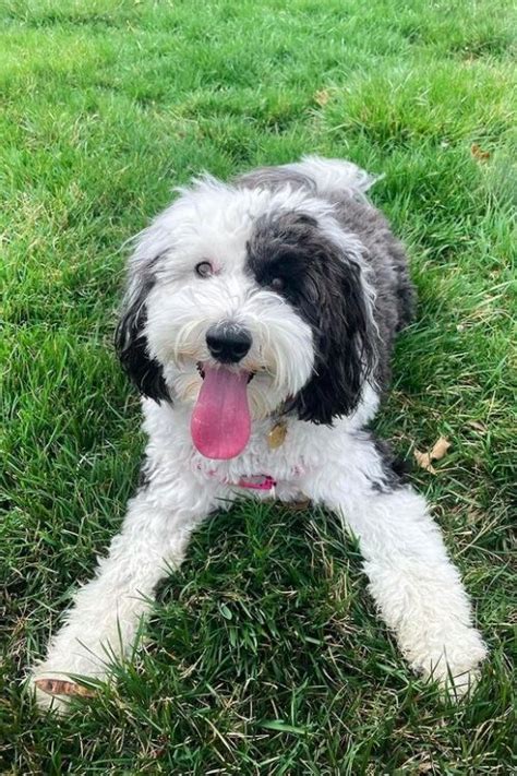 Sheepadoodle Size Guide (Micro, Mini & Standard) | PupTraveller