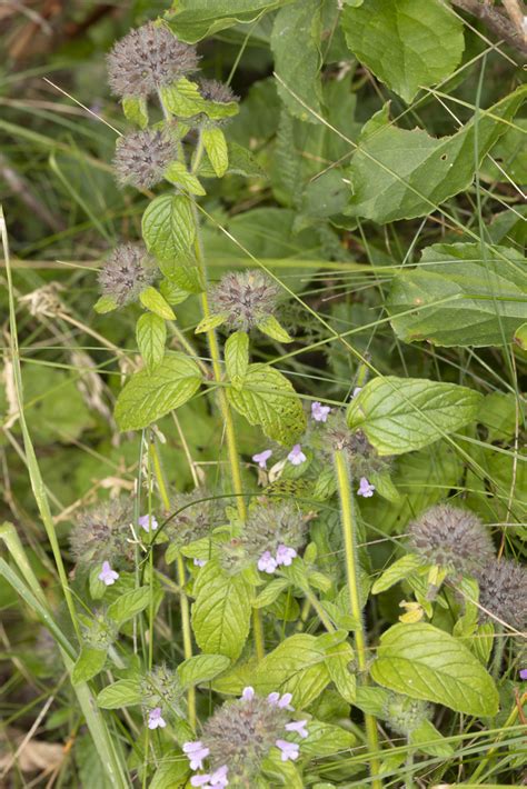 Wild Basil From Rockland County NY USA On August 5 2022 At 08 23 AM