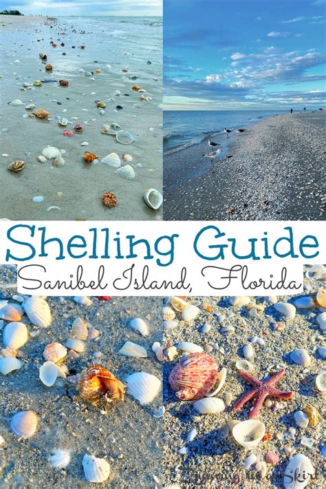 Sanibel Island Shells Sanibel Island Beaches Sanibel Island Florida