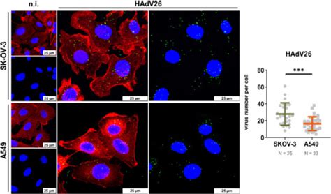 Viruses Free Full Text Human Adenovirus Type 26 Induced Il 6 Gene