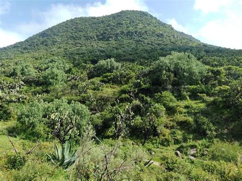 Plantas parásitas amenazan la flora de la Sierra de Guadalupe La