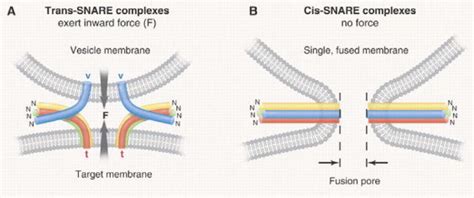 A The Zippering Model For Snare Catalyzed Membrane Fusion Three