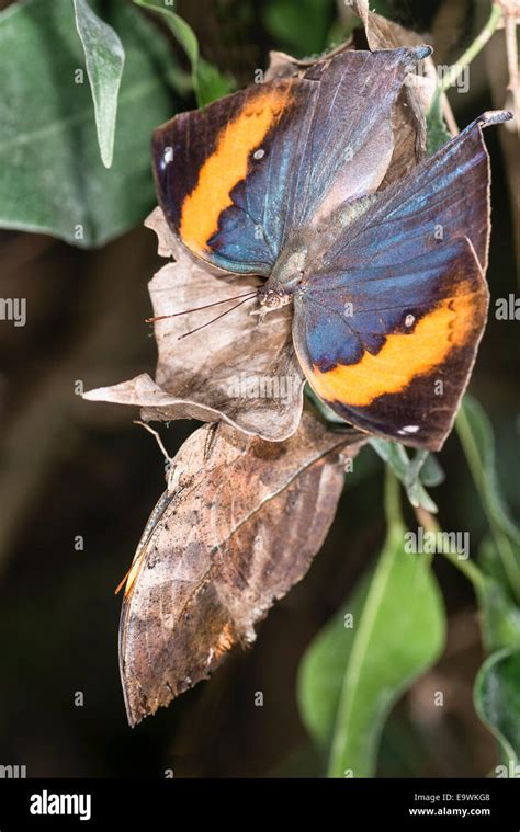 A Leafwing Butterfly Basking Stock Photo Alamy