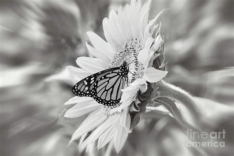 Black And White Monarch Butterfly Photography