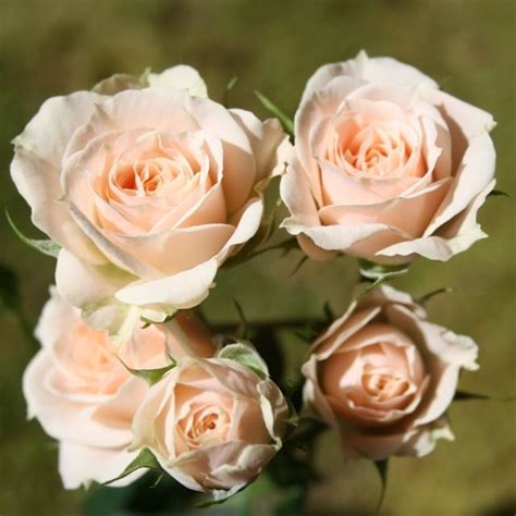 Jana Spray Roses Florabundance Wholesale Flowers In 2024 Wholesale