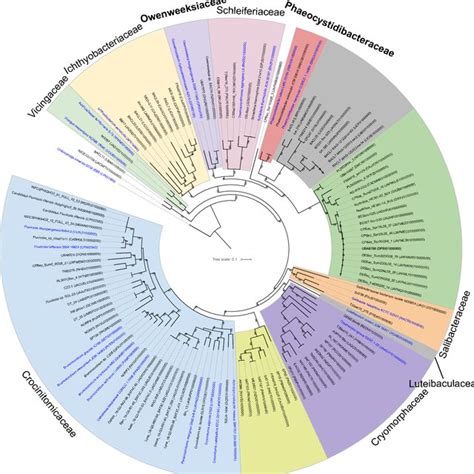 The Phylogenomic Tree Based On Bacterial Core Gene Sets Showing The