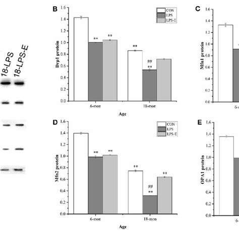 Protein Expression Of Drp1 Mfn1 Mfn2 And Opa1 In The Hippocampus