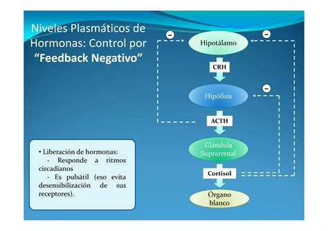 Cambios Hormonales Durante El Ejercicio Ppt Descarga Gratuita