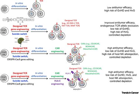 Engineering Stem Cells For Cancer Immunotherapy Trends In Cancer