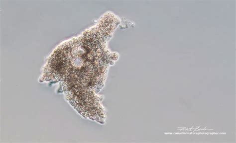 Photomicrography And Video Of Protozoa And Rotifers By Robert Berdan The Canadian Nature