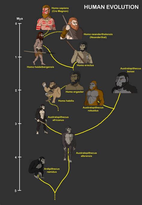 The Diversity Among Homo Erectus Around The World Homo Erectus Existed