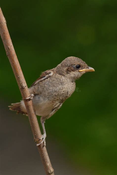 Young Red Backed Shrike Bird Stock Photo Image Of Lanius Branch