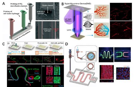 Representative D Bioprinted Organ On A Chip And Pharmaceutic