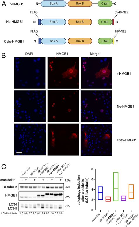 Asbestos Induces Mesothelial Cell Transformation Via Hmgb1 Driven