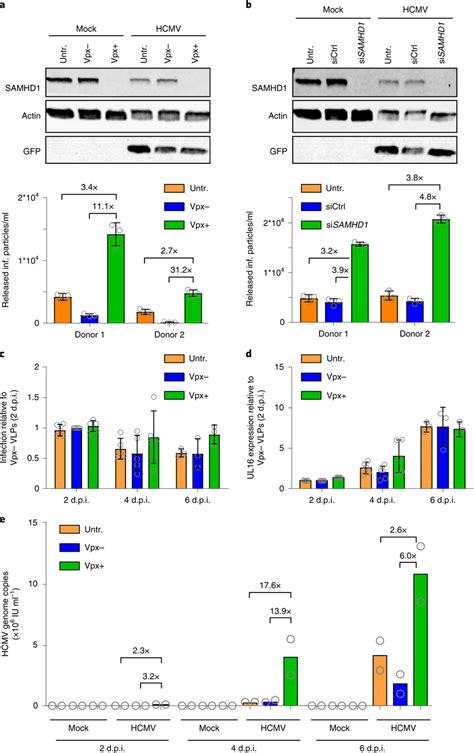 SAMHD1 Restricts HCMV Replication In MDMs Ae Primary Human